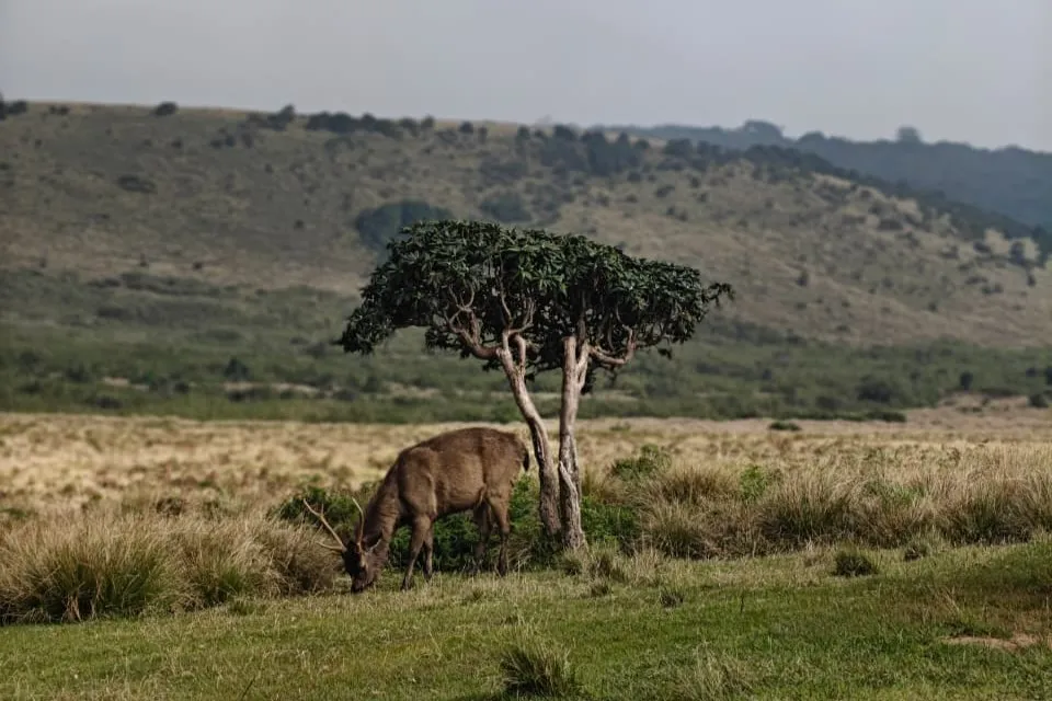 Wildlife Tours